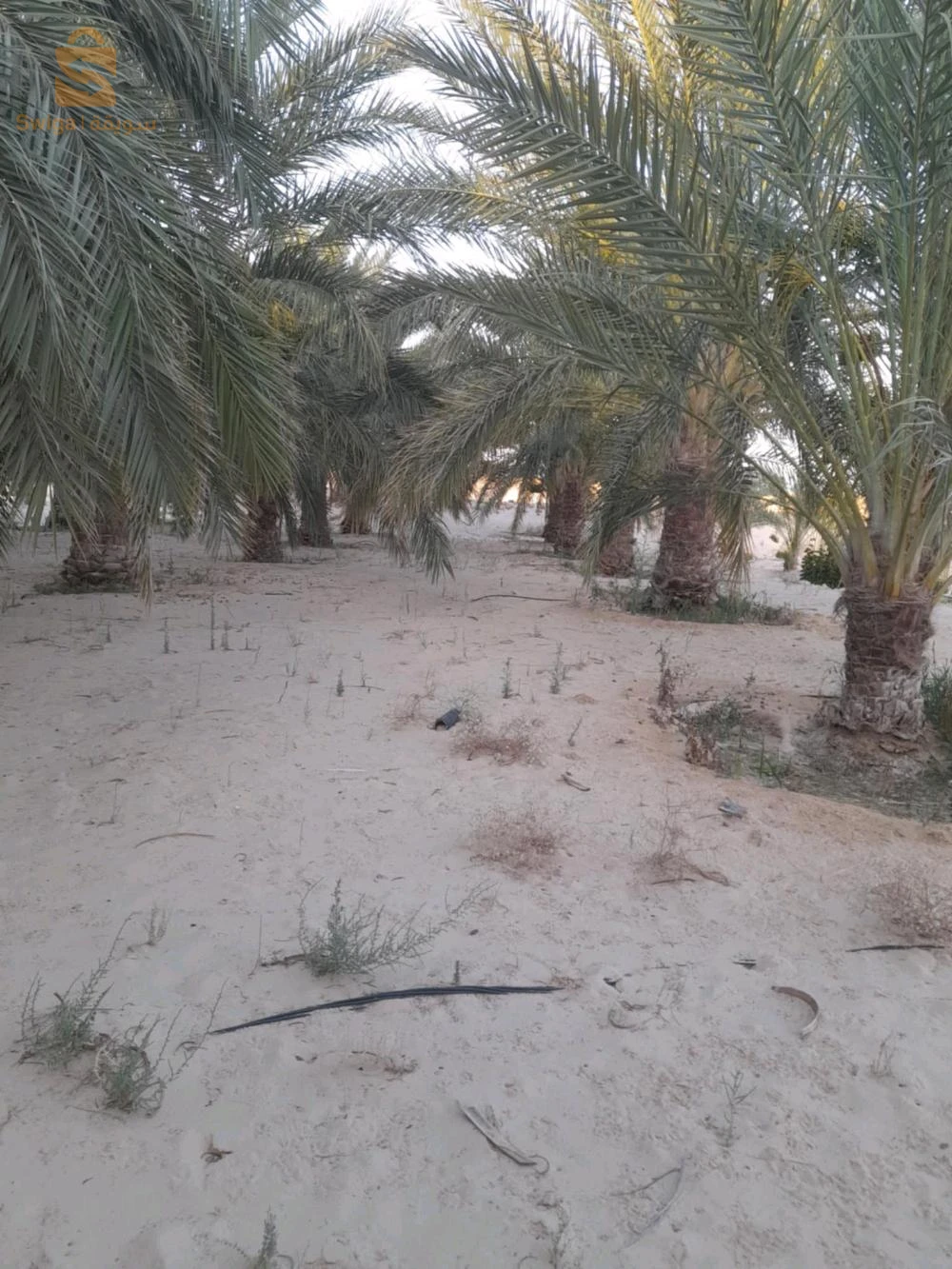 للبيع اراضي زراعية عدد الغرف 39 الوادي