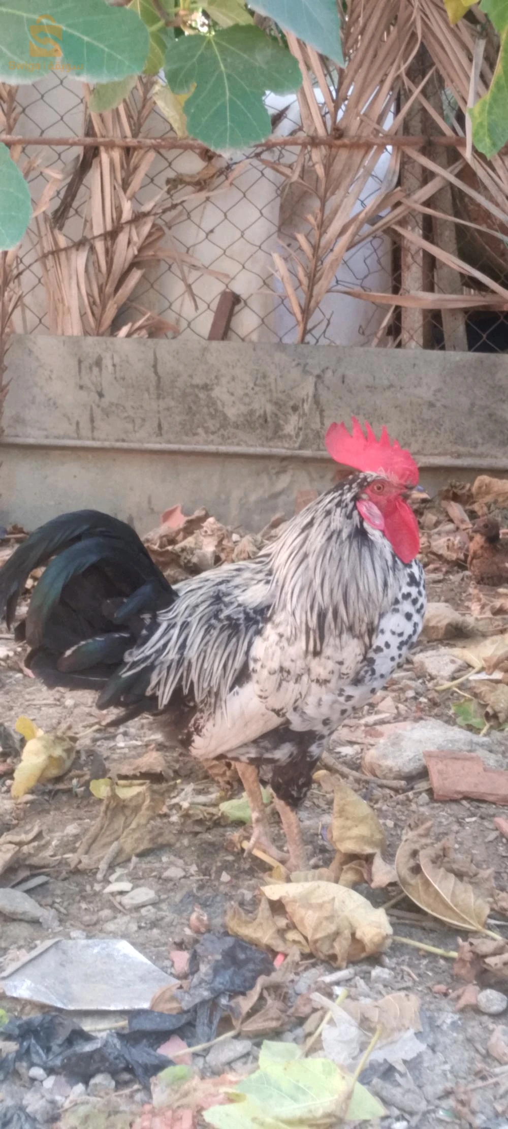 الدجاج بانواعه 