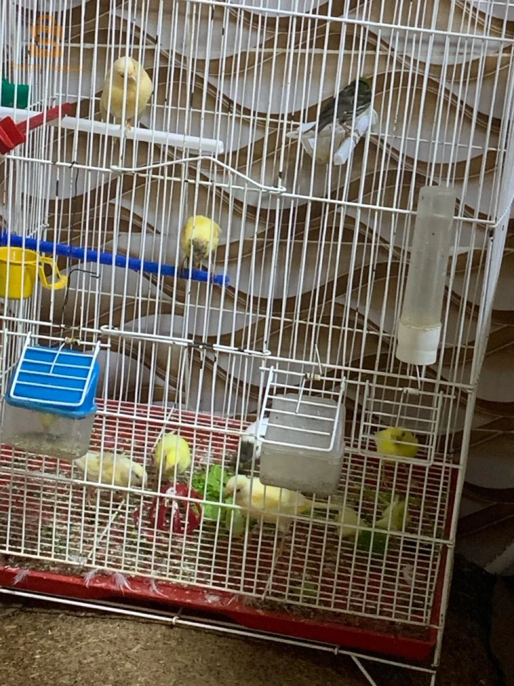 canari 