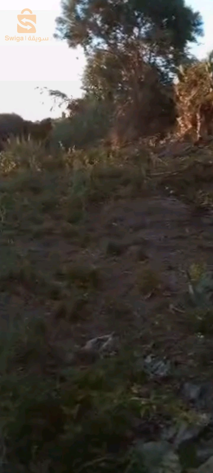 For sale agricultural lands Room Number 35 BOUMERDES