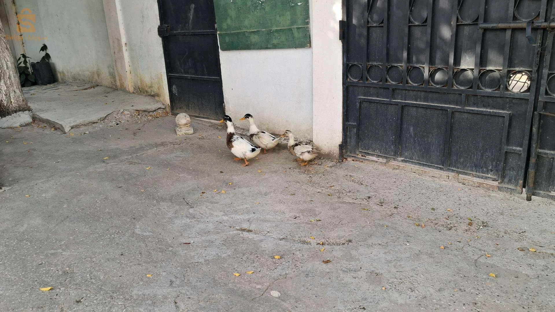 البط و الاوز