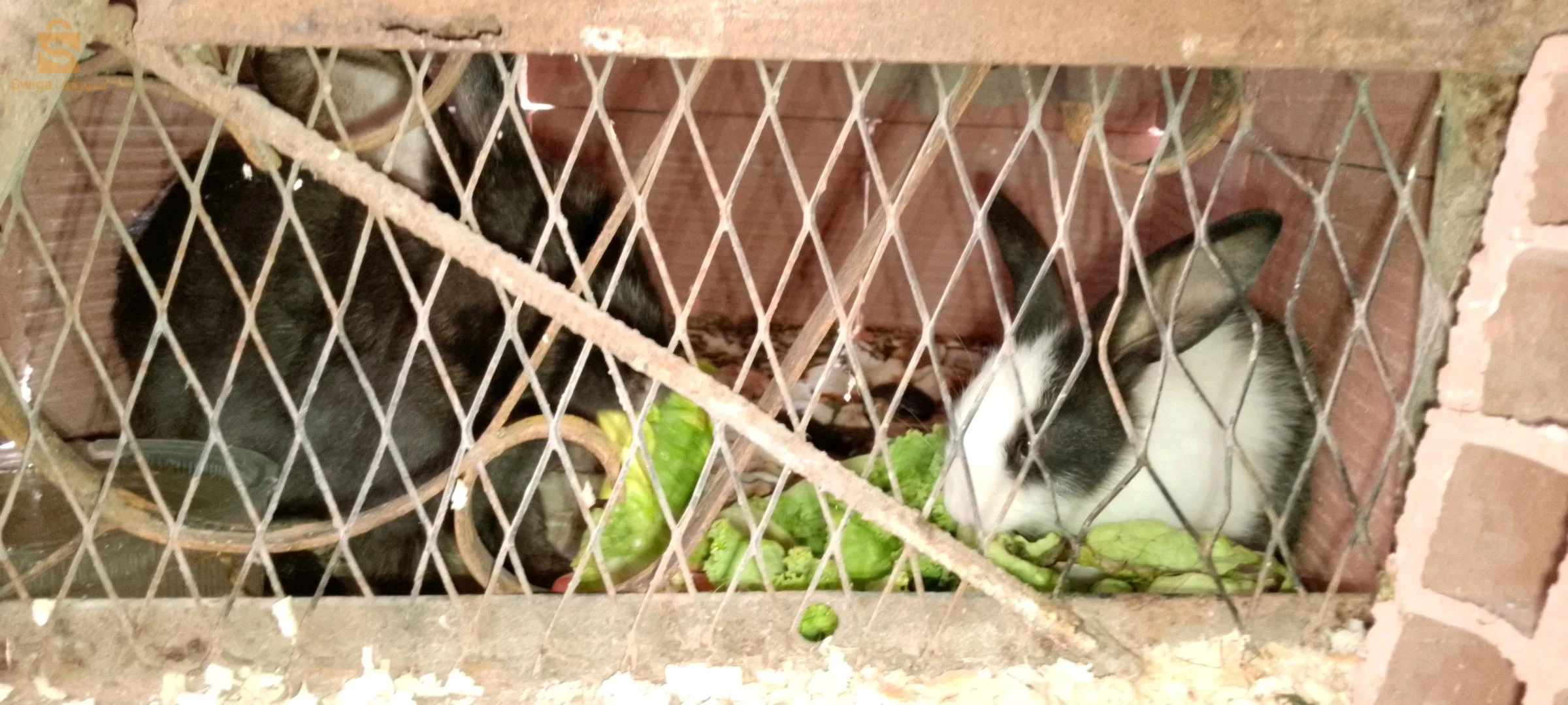 rabbits 