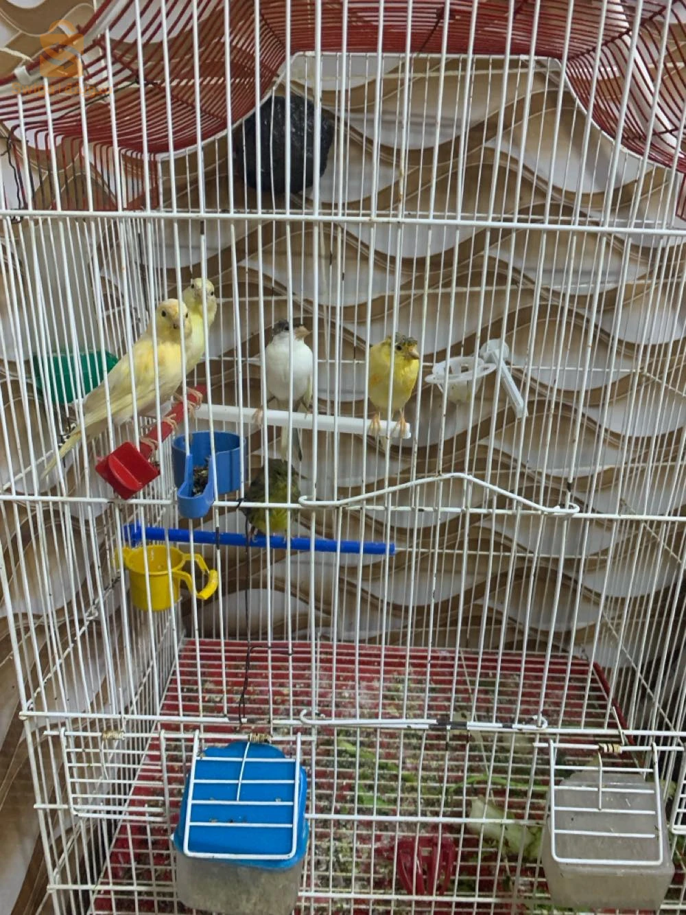 canary 
