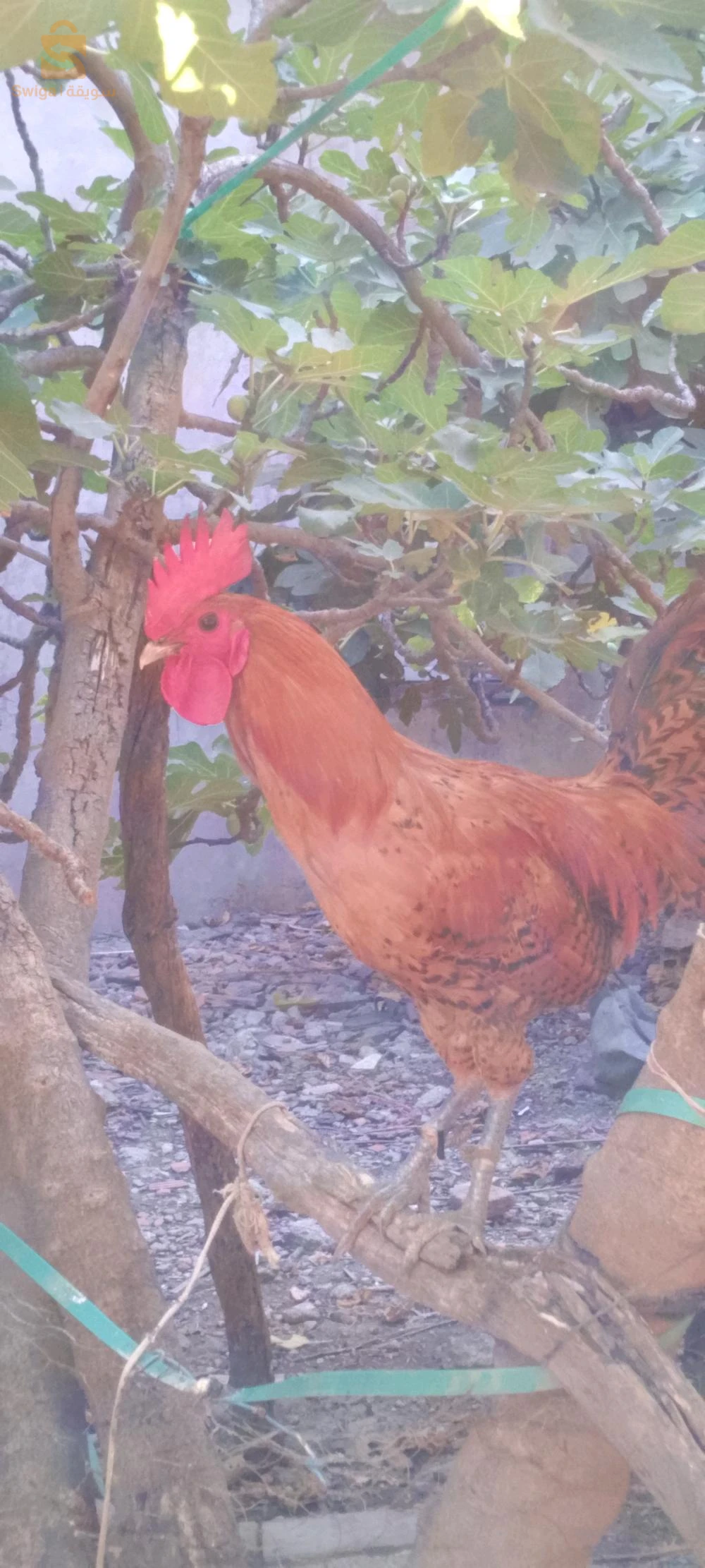 الدجاج بانواعه 