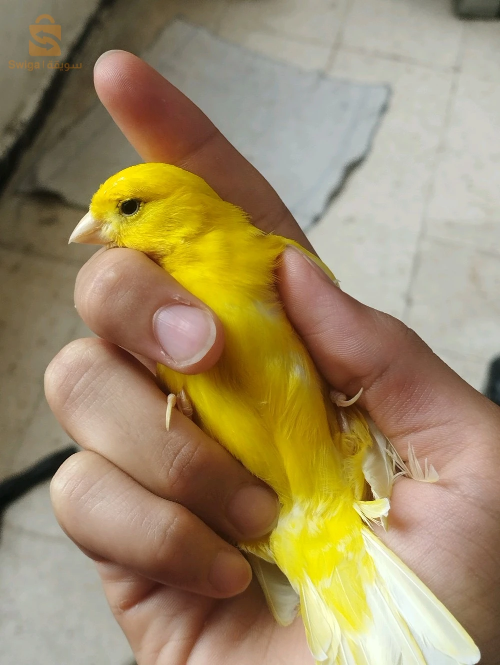 canari 