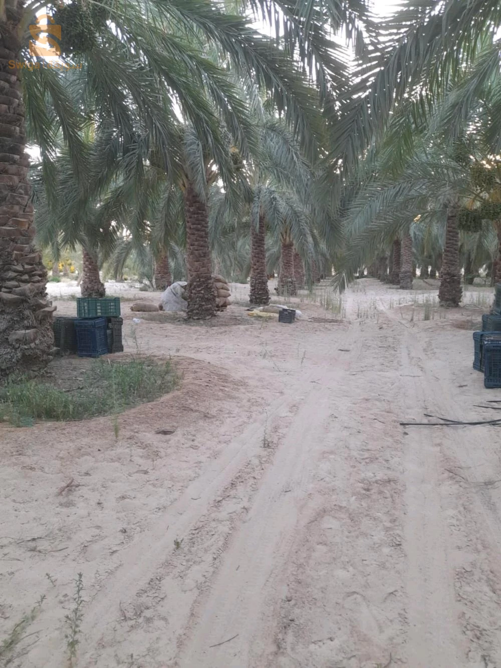للبيع اراضي زراعية عدد الغرف 39 الوادي