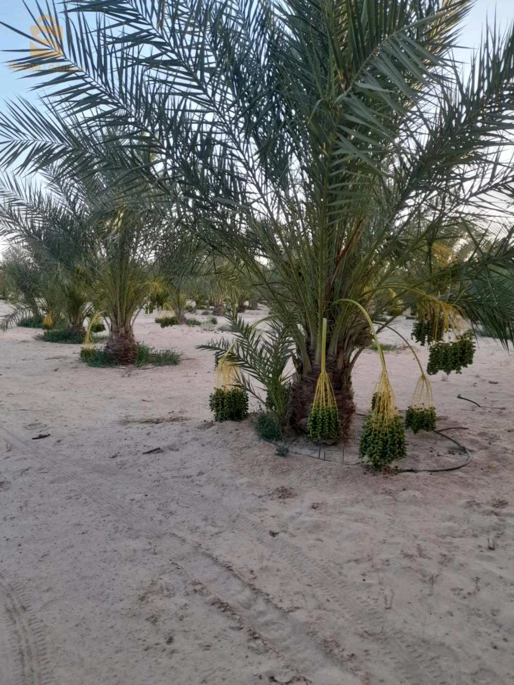 للبيع اراضي زراعية عدد الغرف 39 الوادي