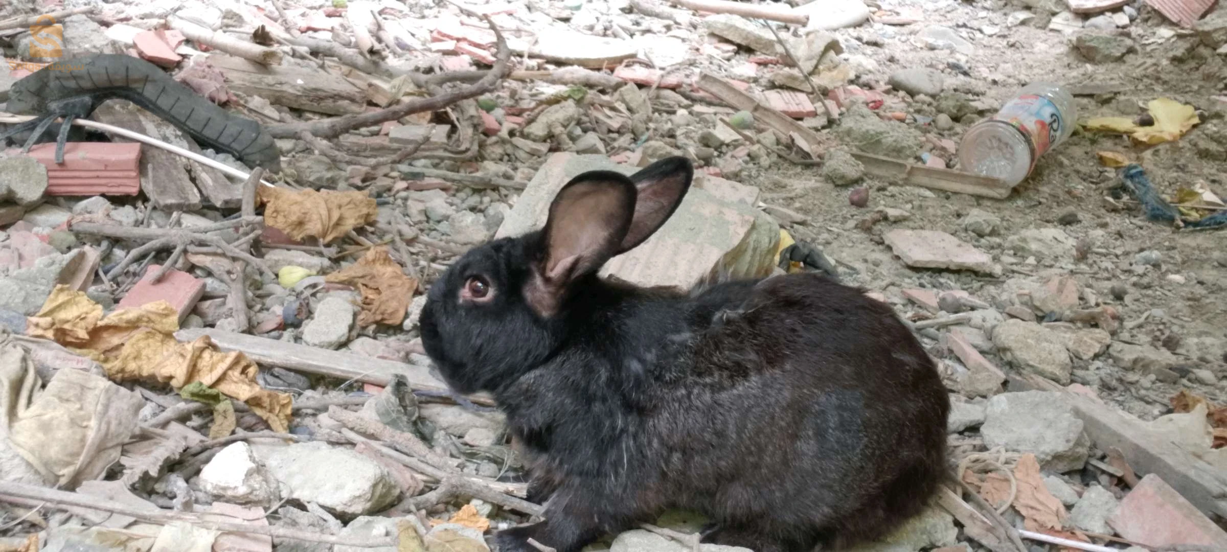 lapins 
