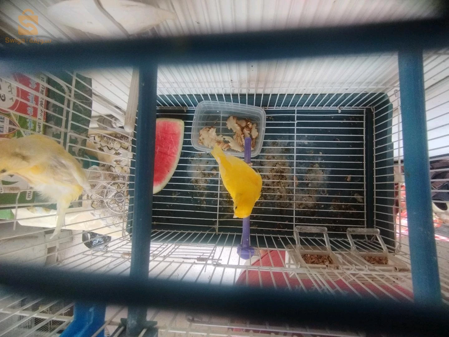 الكناري 