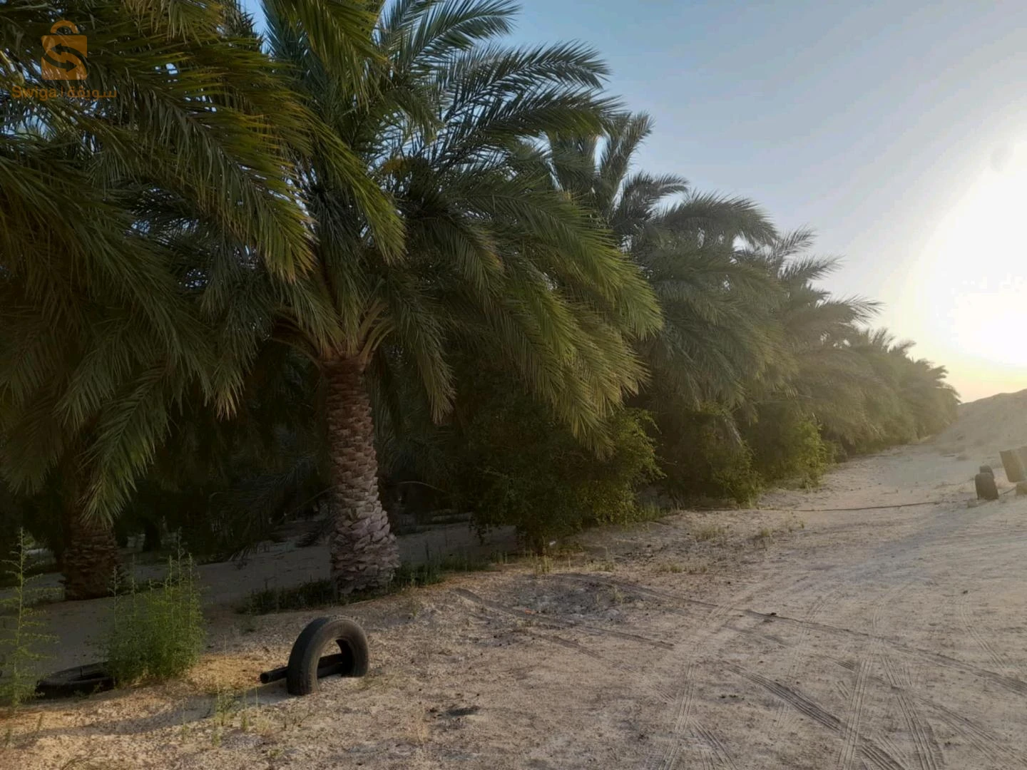 À vendre Les terres agricoles les chambres  39 EL OUED