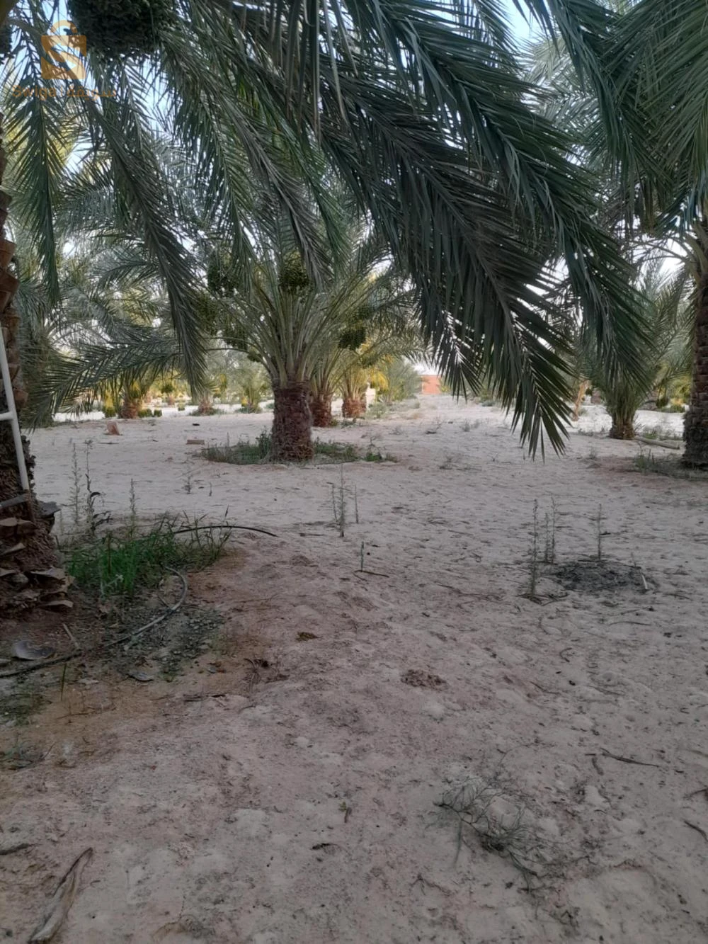 للبيع اراضي زراعية عدد الغرف 39 الوادي