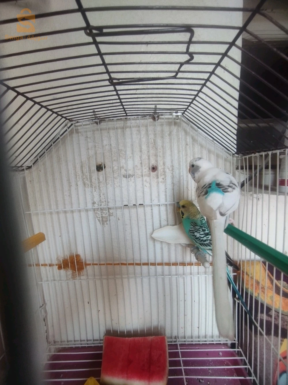 love birds 