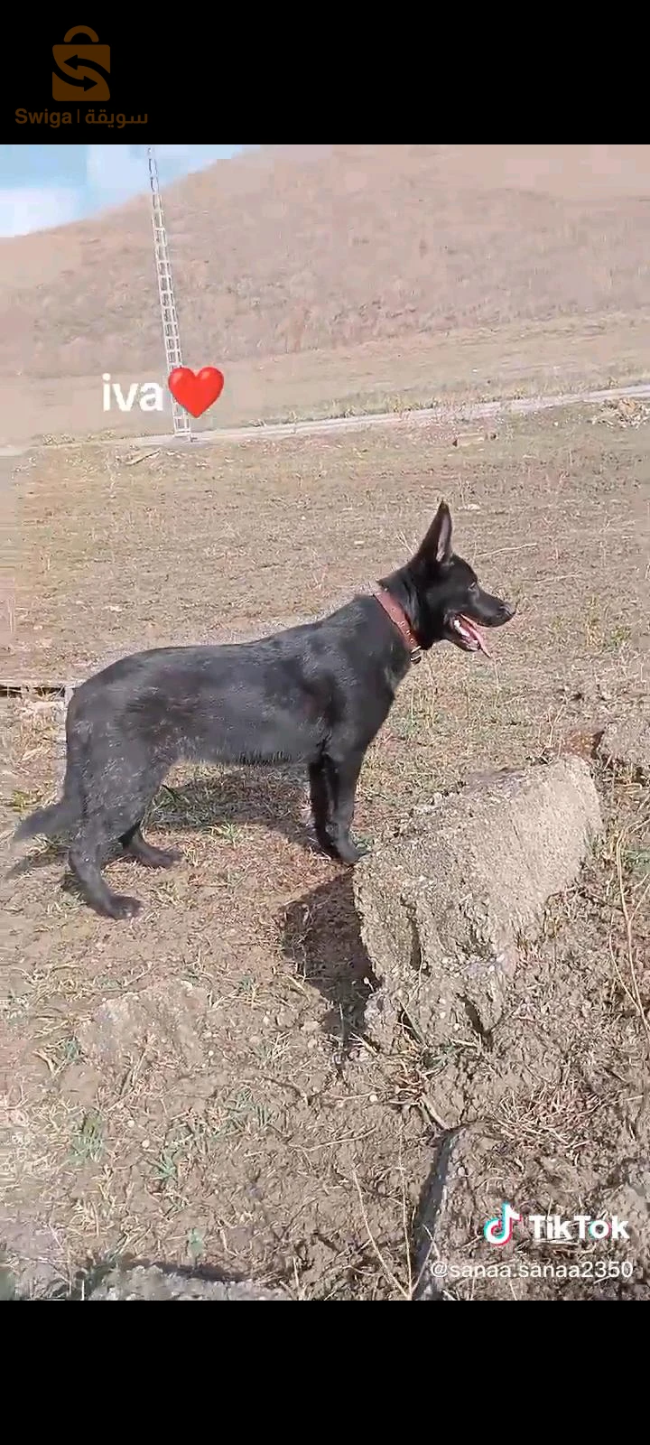 chiens de garde 