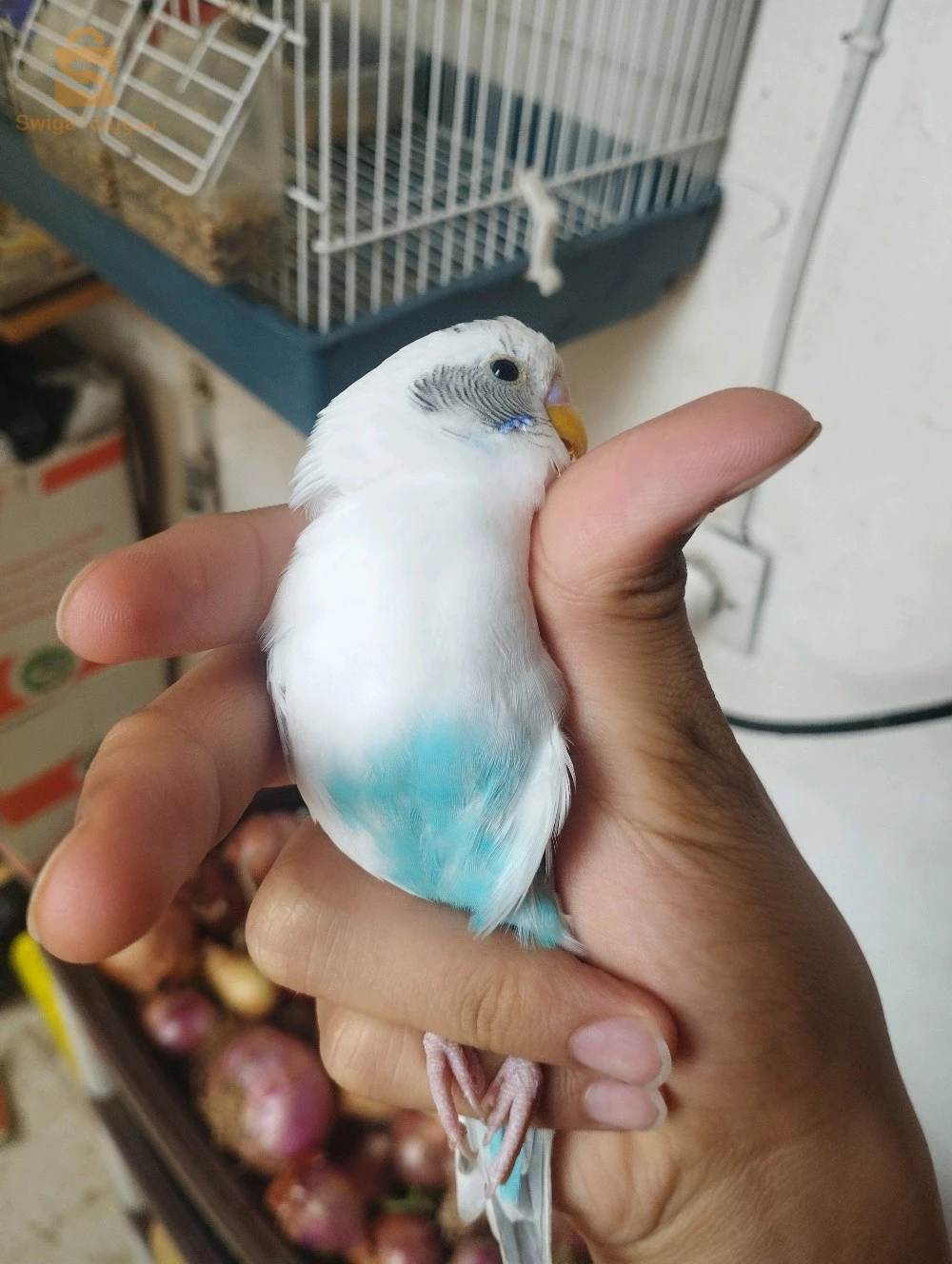 طيور الحب 