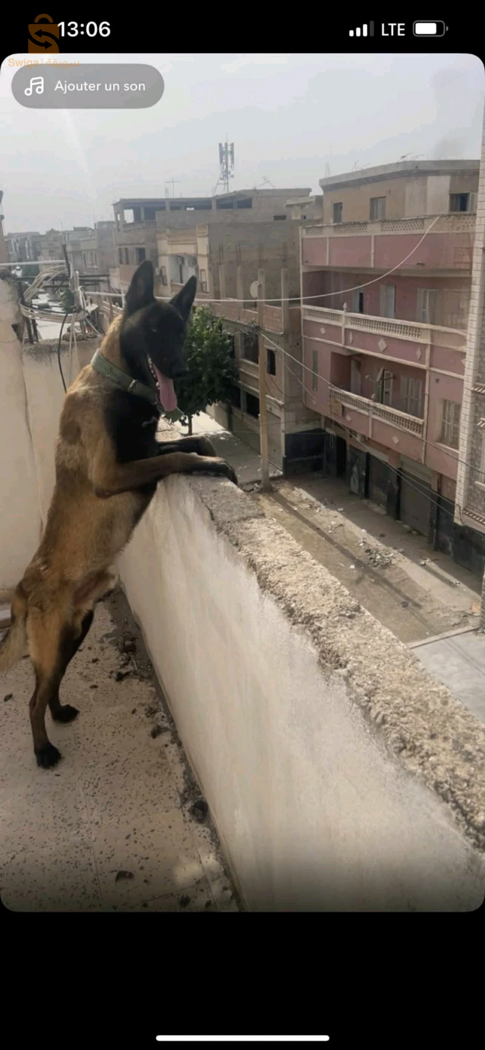 كلاب حراسة 