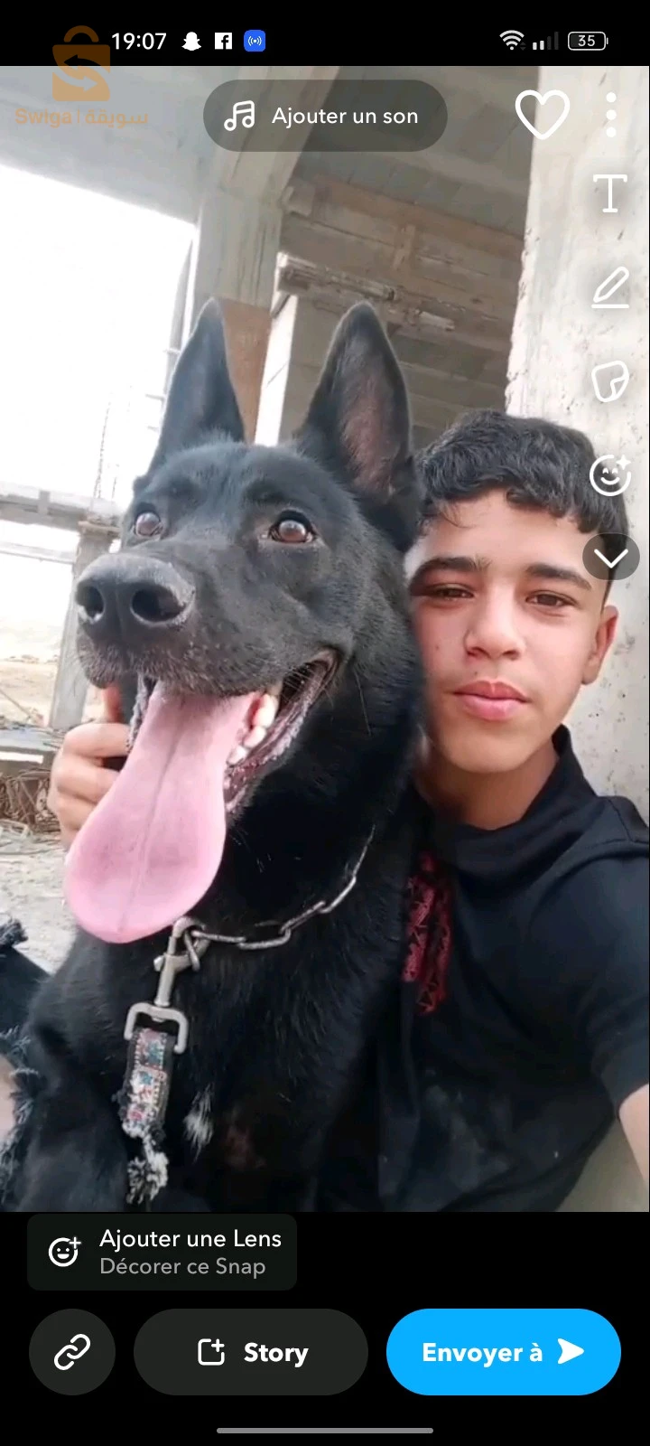 كلاب حراسة 
