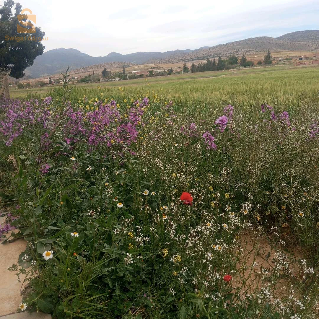 À vendre Les terres agricoles les chambres  5 BATNA