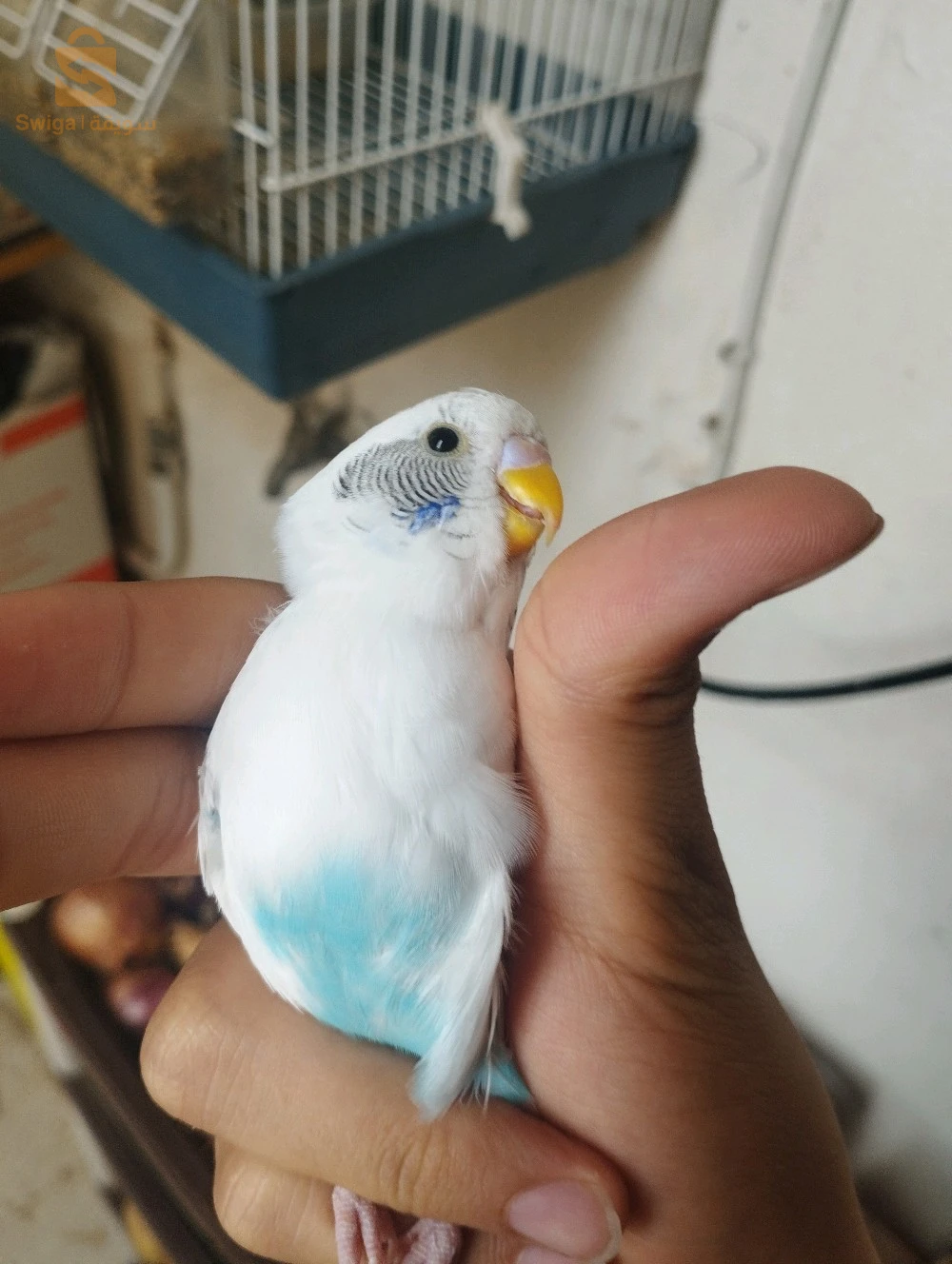 طيور الحب 