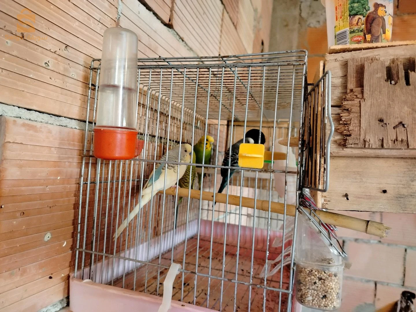طيور الحب 