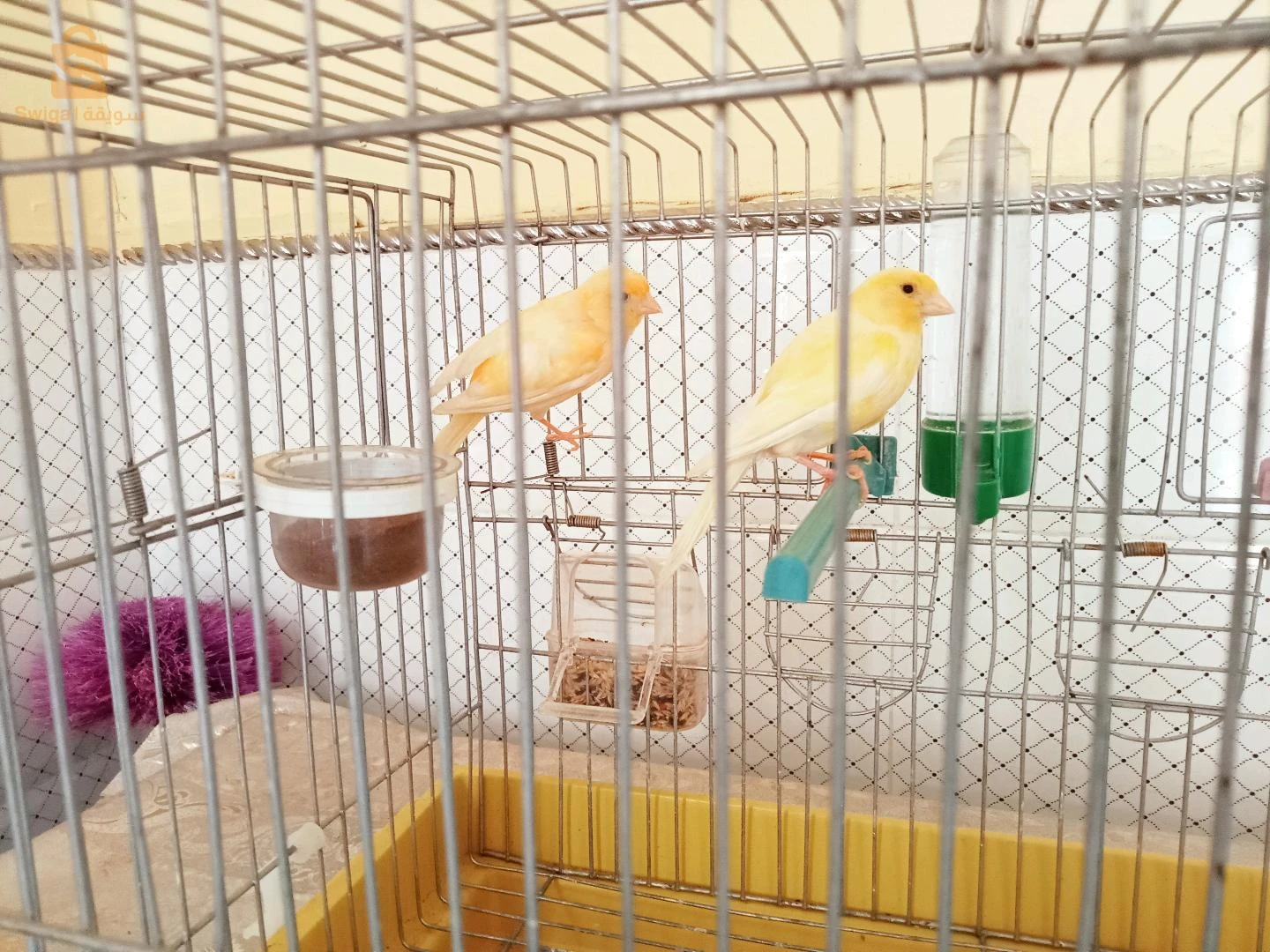 canary 