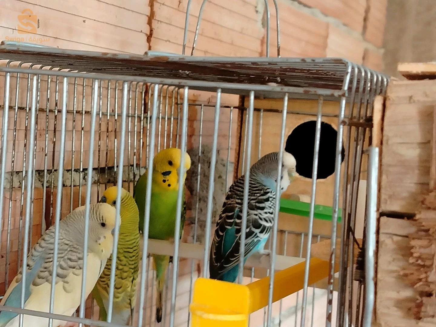 طيور الحب 