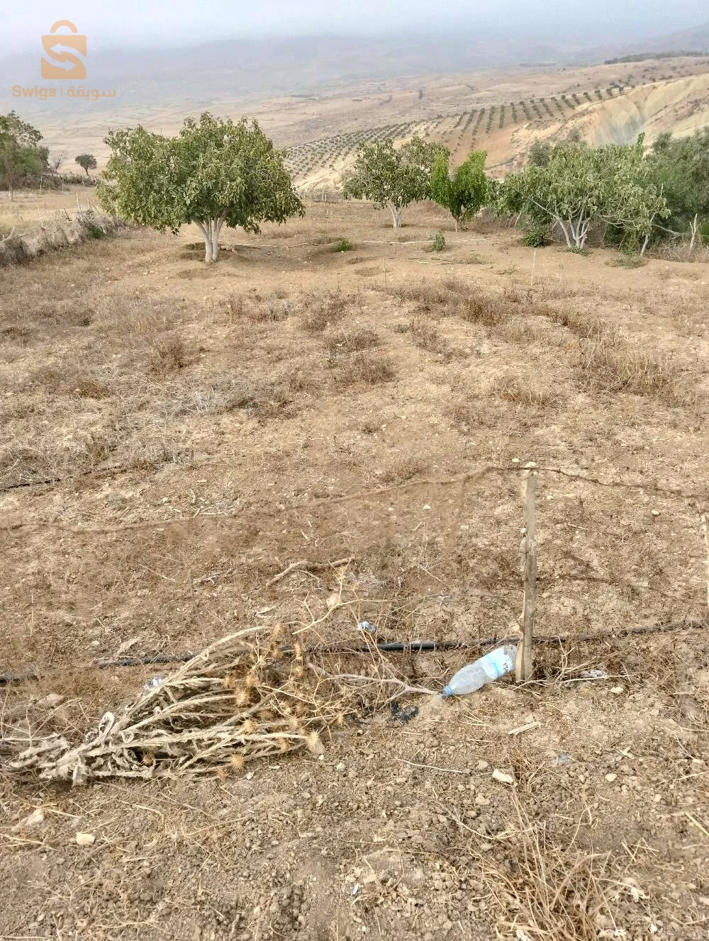 للبيع عقارات اخرى عدد الغرف 13 تلمسان