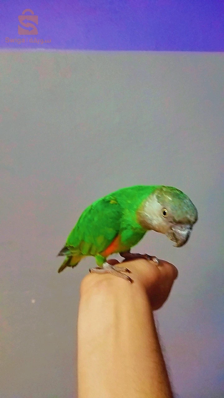 الدرة بانواعه 