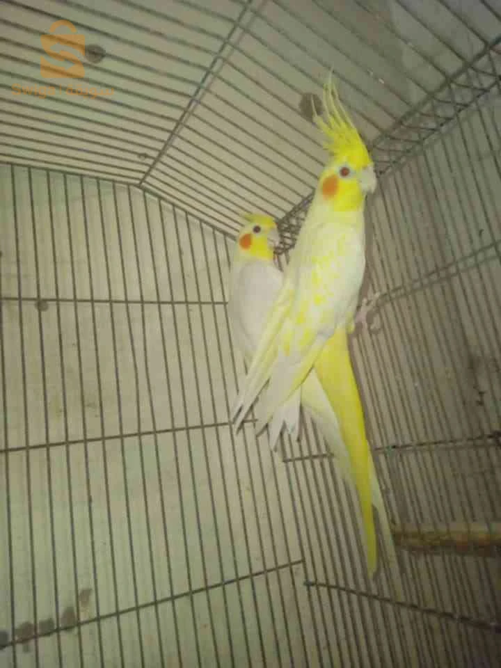 طيور الحب 