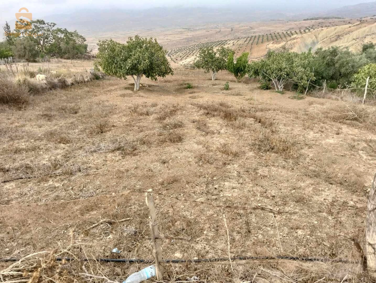 للبيع عقارات اخرى عدد الغرف 13 تلمسان