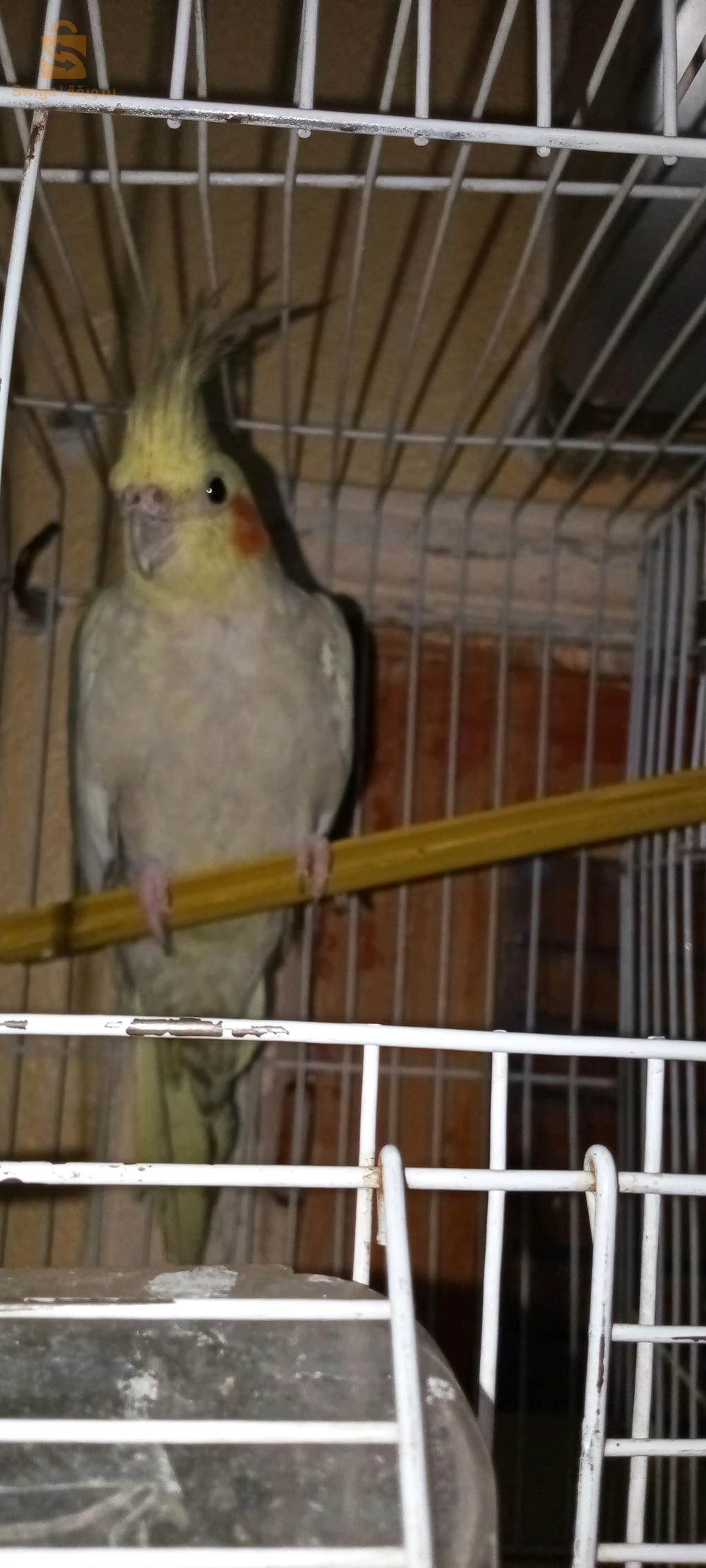 الكوكتيل او الكروان 