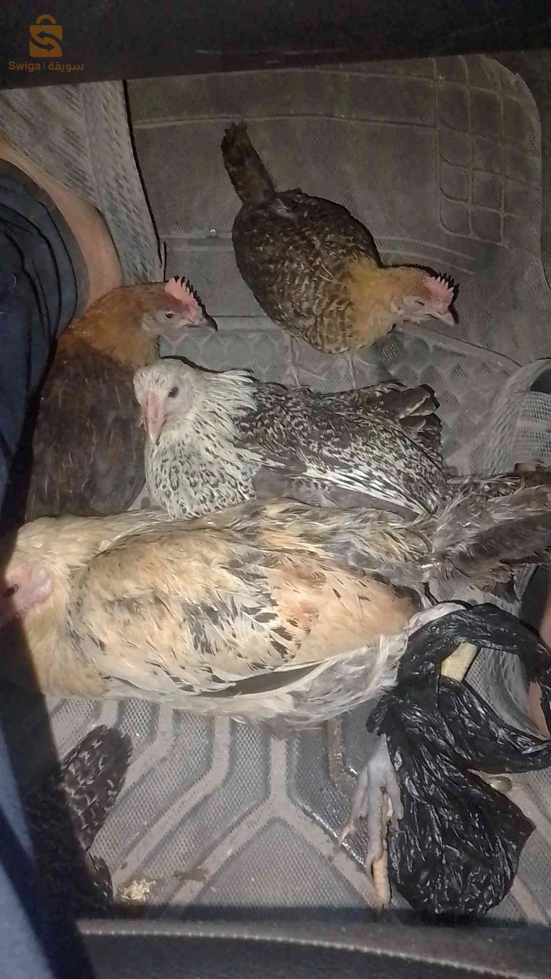 الدجاج بانواعه 