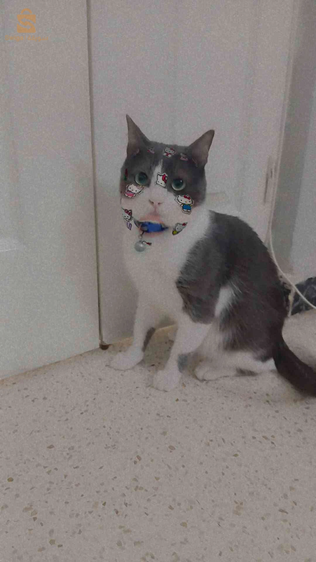 قطط 
