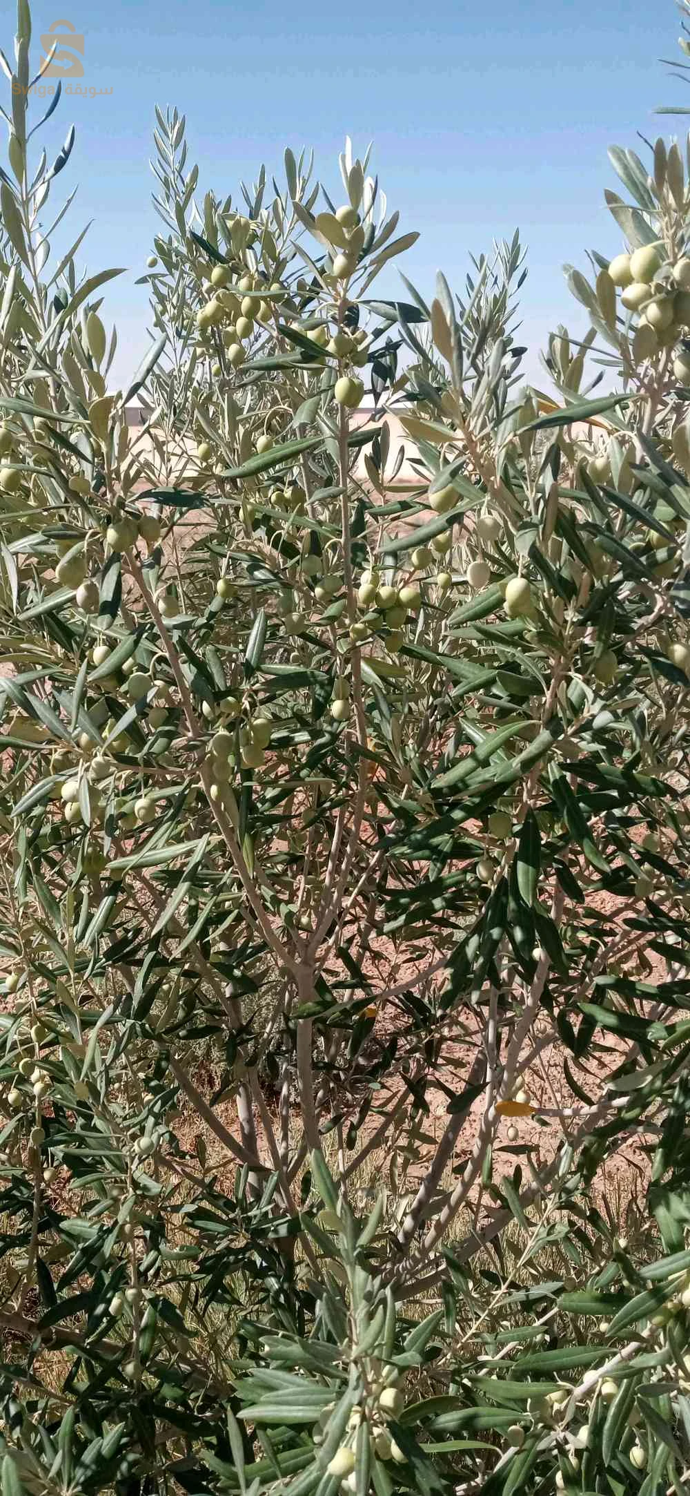 À vendre Autres biens immobiliers les chambres  17 DJELFA