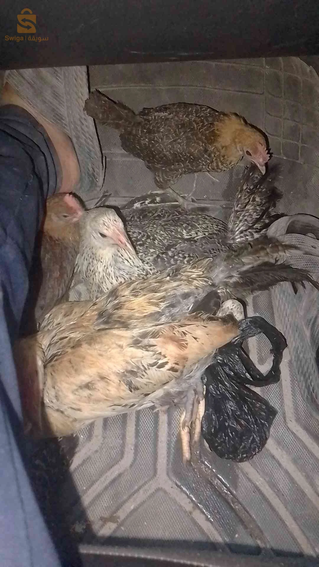 الدجاج بانواعه 