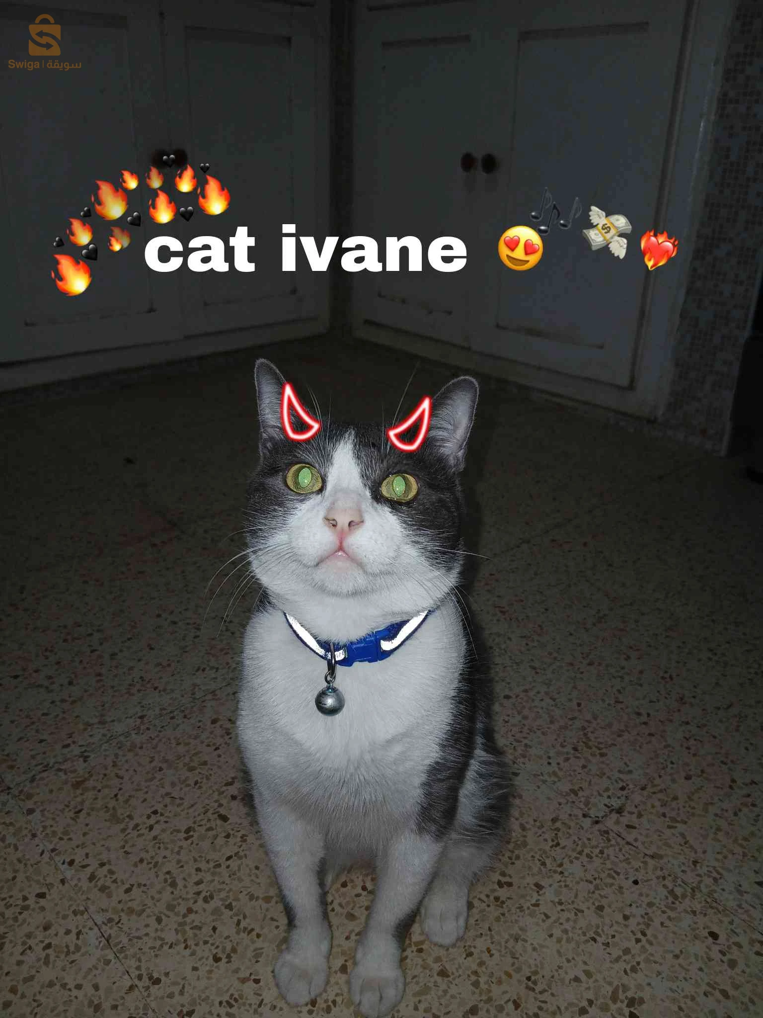 قطط 