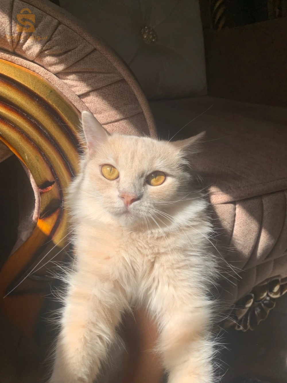 قطط 