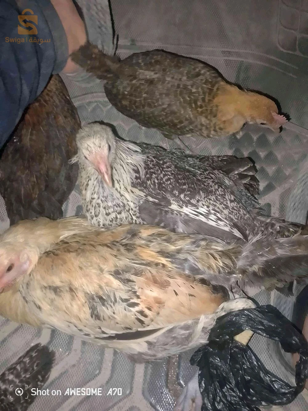 الدجاج بانواعه 