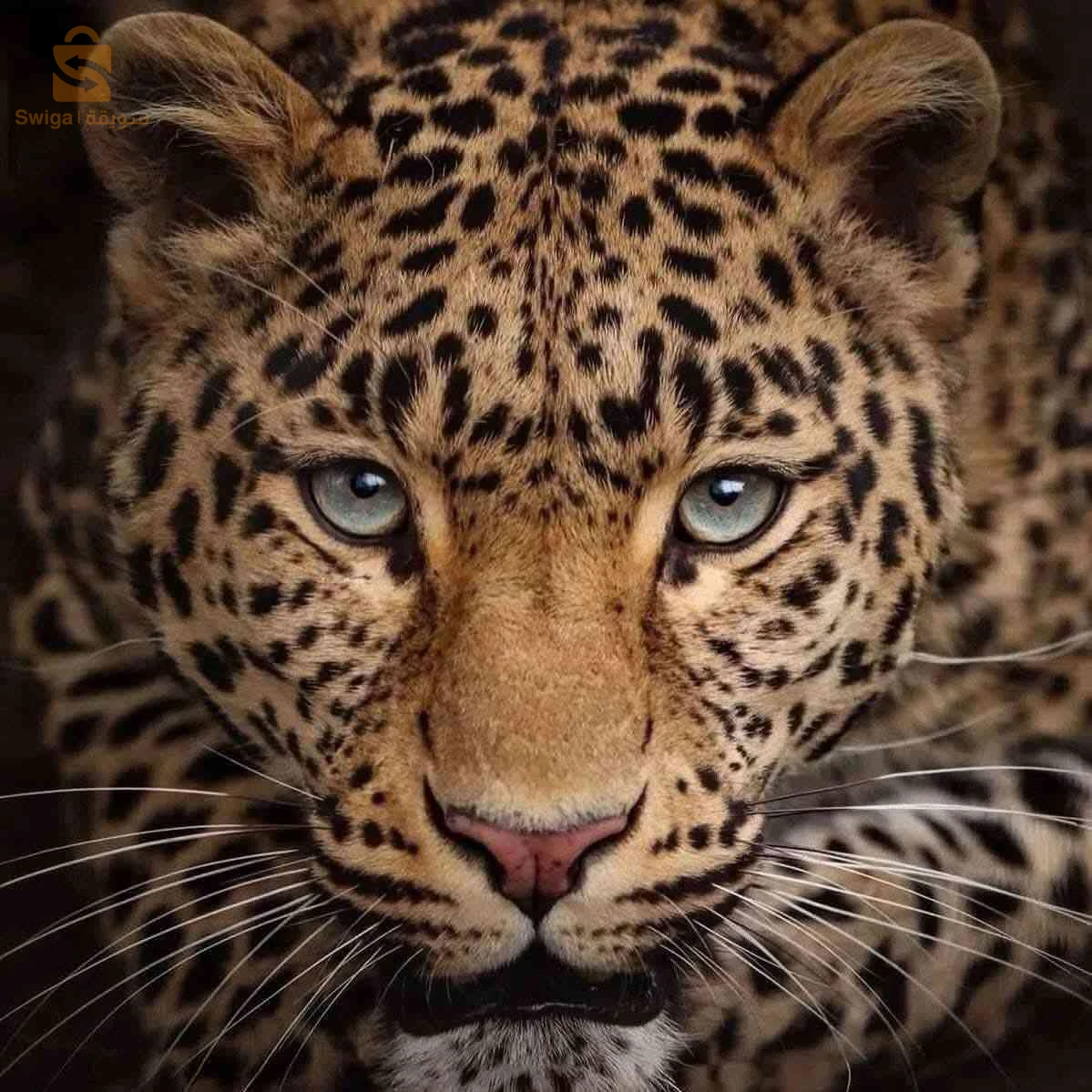 Loungewear & Nightwear 