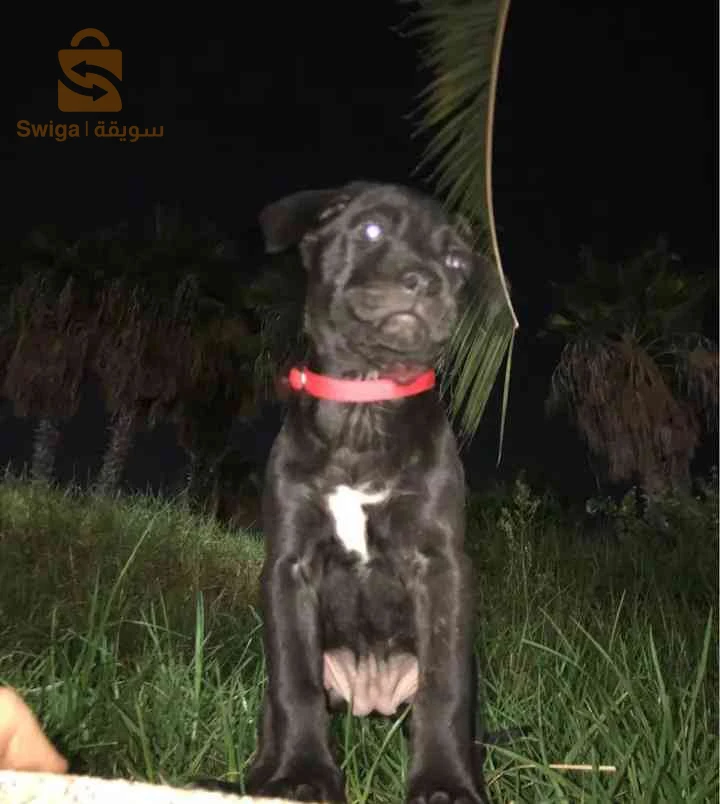 cane corso