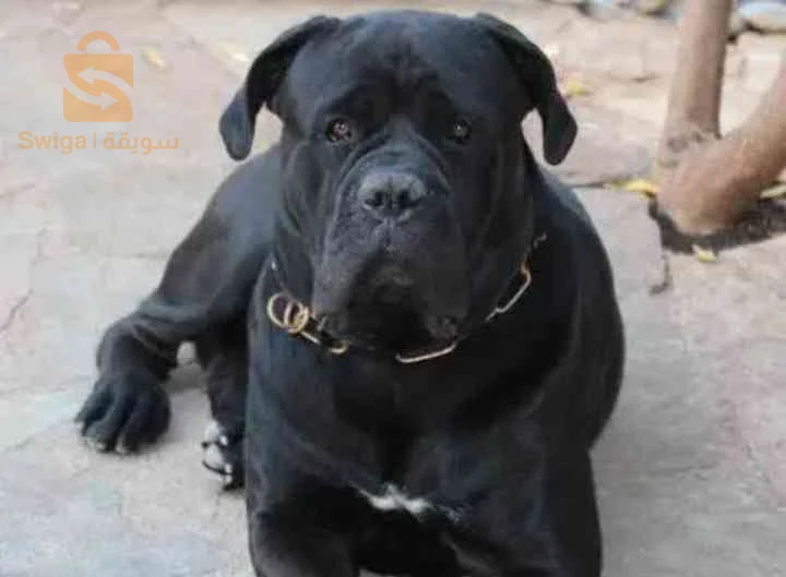 cane corso