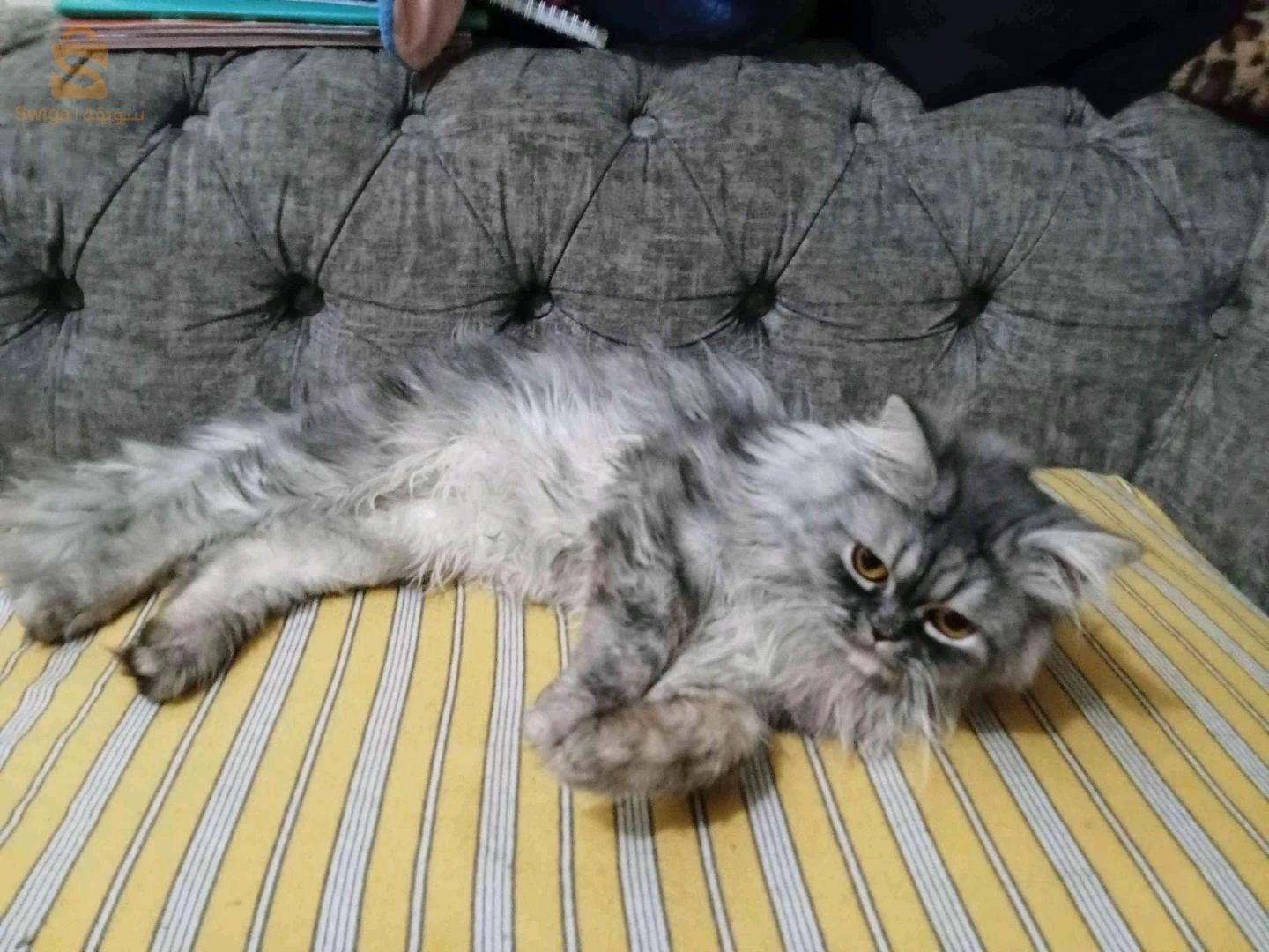 بديس