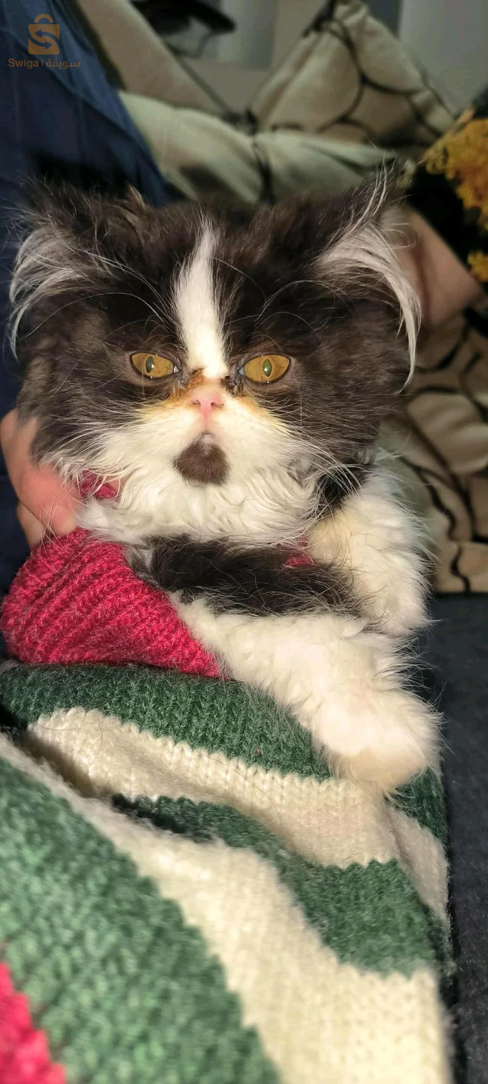 persan van panda