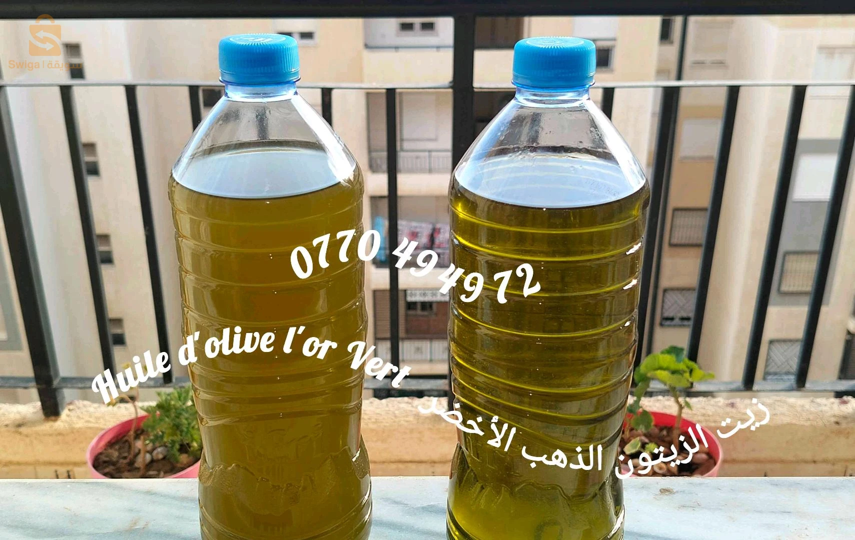 زيت الزيتون جملة وتجزئة