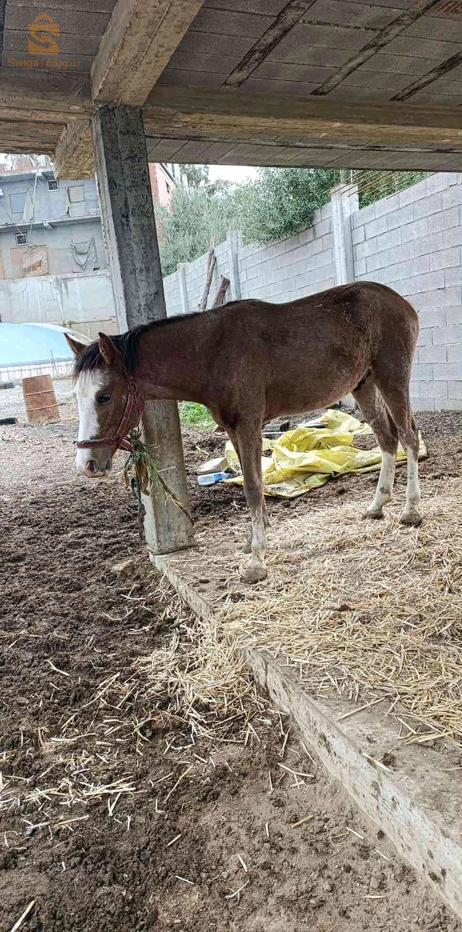 مهر 18 شهر عاقل الأخضرية القاصد يتواصل