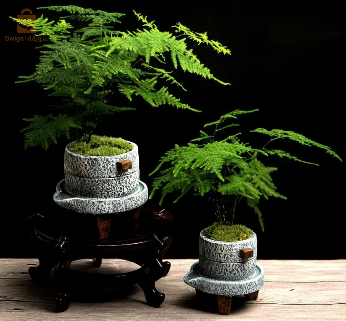 plante - Aspargus setaceus - faux bamboo bonsaï