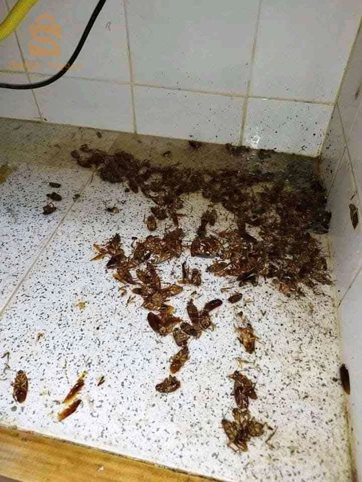 مكافحة الحشرات والفئران