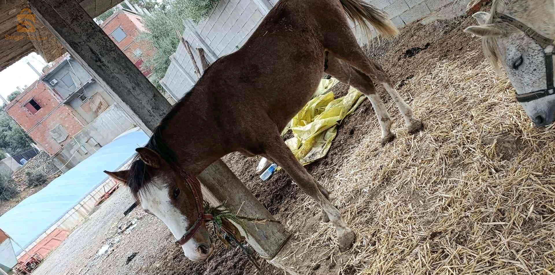 مهر 18 شهر عاقل الأخضرية القاصد يتواصل