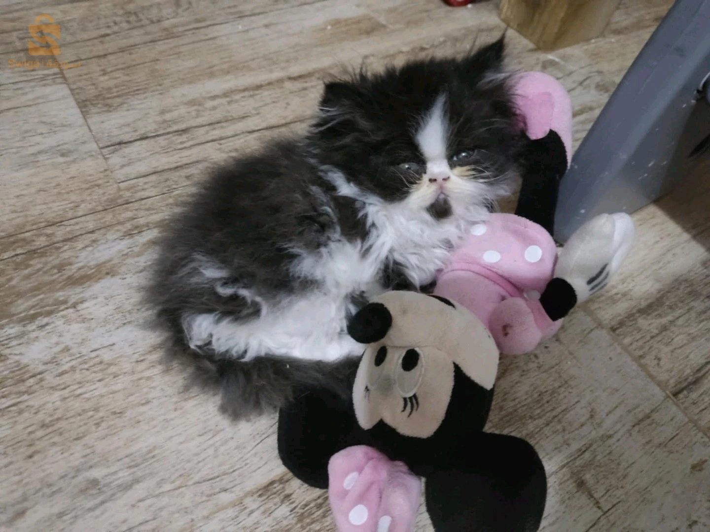 persan van panda
