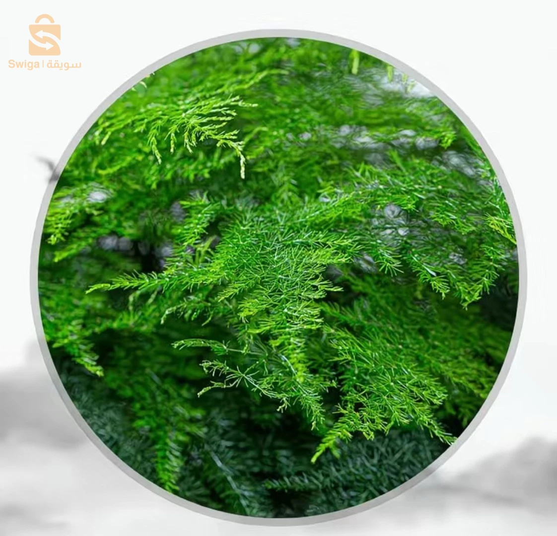 plante - Aspargus setaceus - faux bamboo bonsaï