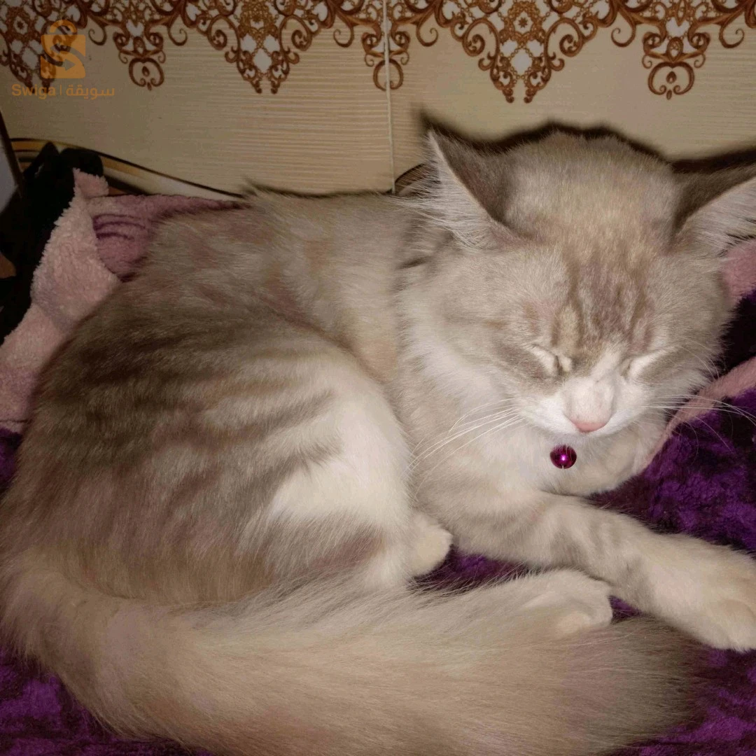 قط ذكر للبيع سيبيري